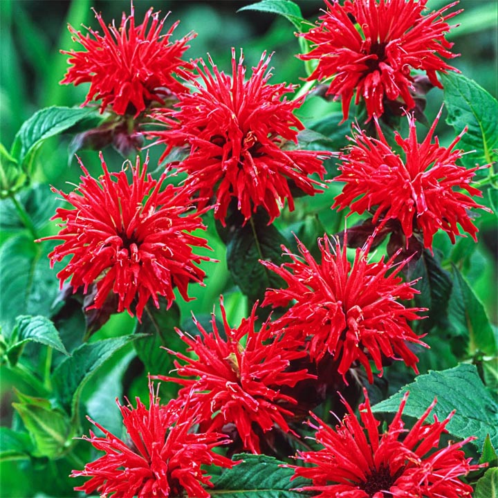 Bright red bee balm flowers with distinctive spiky petals and green leaves