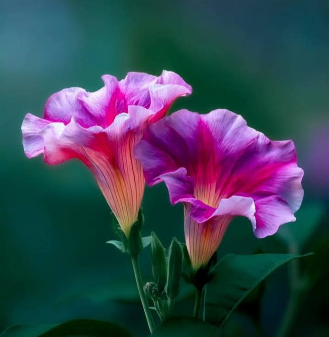 Purple Pink Trumpet Flowers