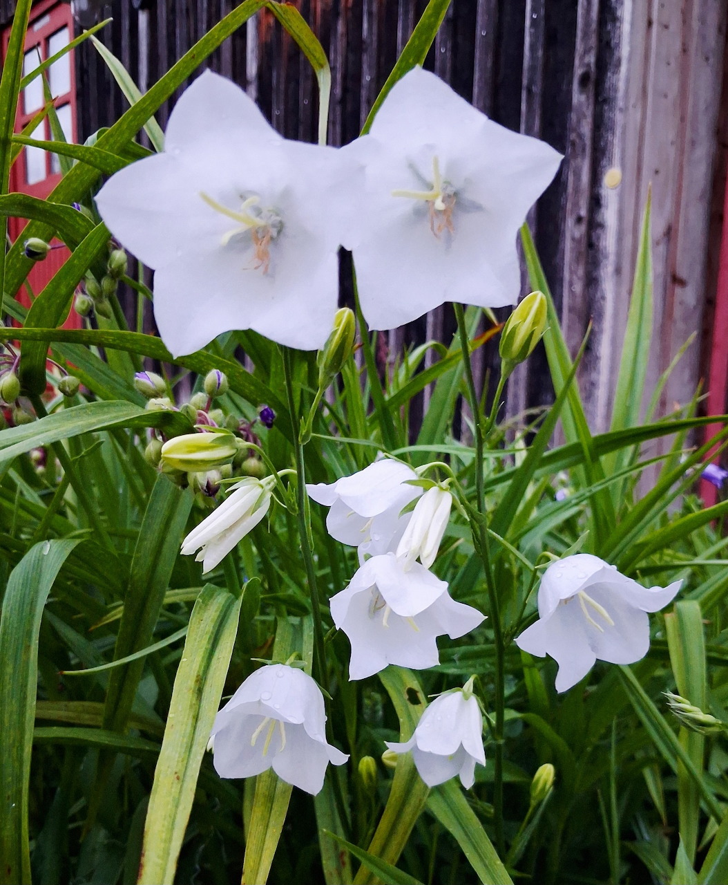 White bellflowers growing among green leaves in front of a wooden fence