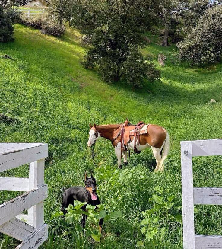 Doberman Pinscher dog and saddled chestnut horse standing in a green grassy hillside pasture