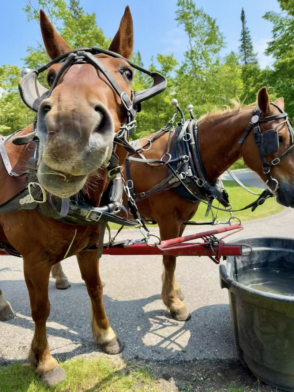 Mackinac Island Carriage Horses