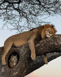 Male lion sleeping on a large tree branch with an owl visible in a tree hollow below