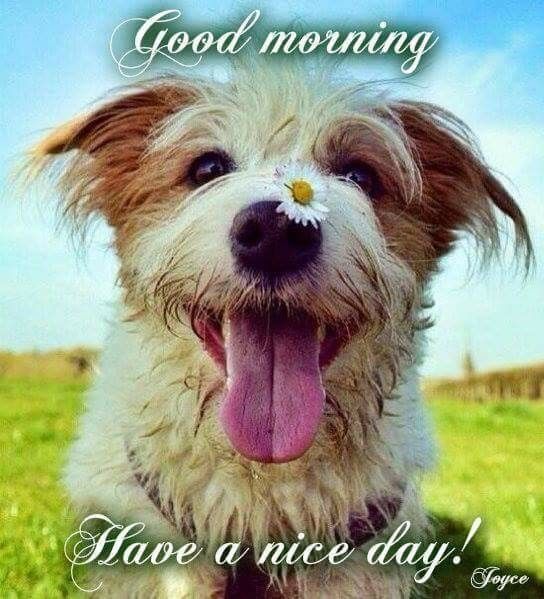 Happy scruffy dog with a daisy flower on its nose and tongue out, smiling outdoors