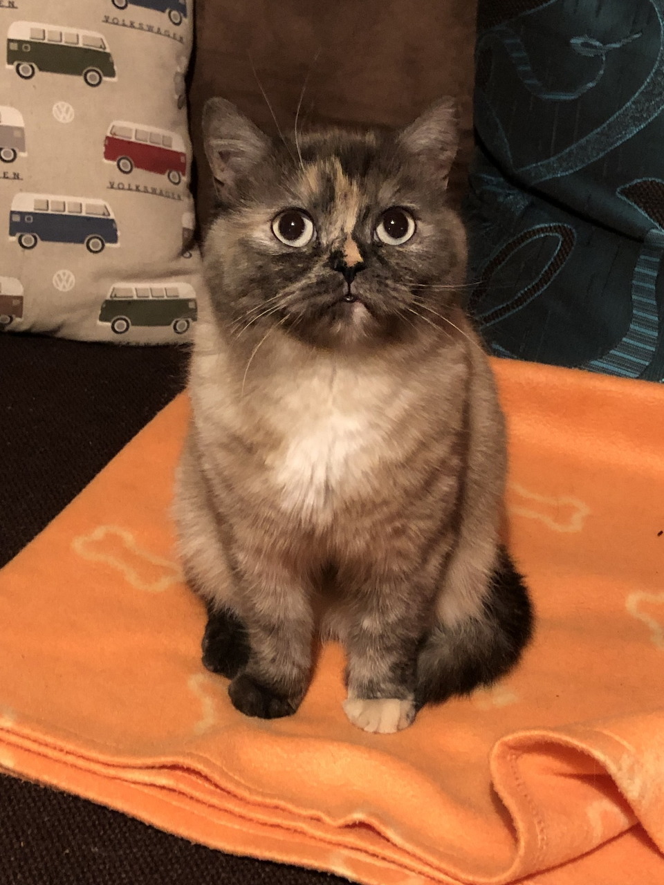 Cat Named Lumi