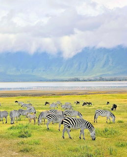 Zebras grazing on a grassy plain with distant mountains and cloudy sky
