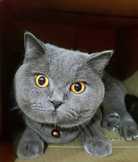 Grey Cat Intense Gaze