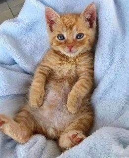 Orange taby kitten with blue eyes sitting upright on a light blue blanket