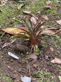 Young ti plant with red and green leaves planted in dark soil surrounded by dry leaves and grass