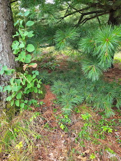 Pine Tree Branches
