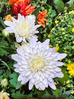 Two large white chrysanthemum flowers with orange and yellow flowers and green leaves in background