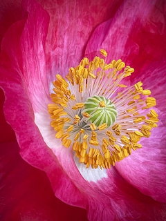Close-up of a pink poppy flower with yellow stamens and green center