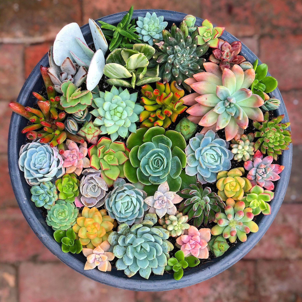Top view of a round pot filled with colorful succulent plants