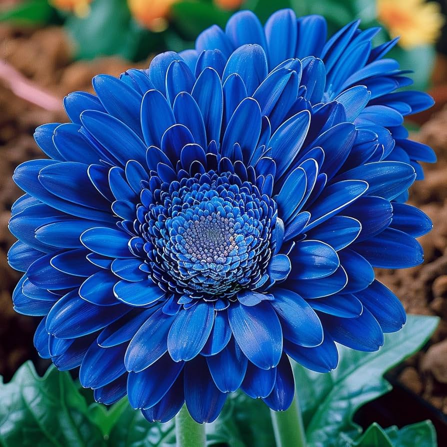 Close-up of a vibrant blue gerbera daisy flower with layered petals and dark center against green foliage