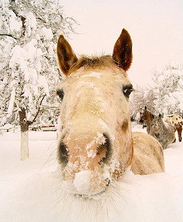 Close-up of a horse's face covered in snow with frost-covered trees in the background