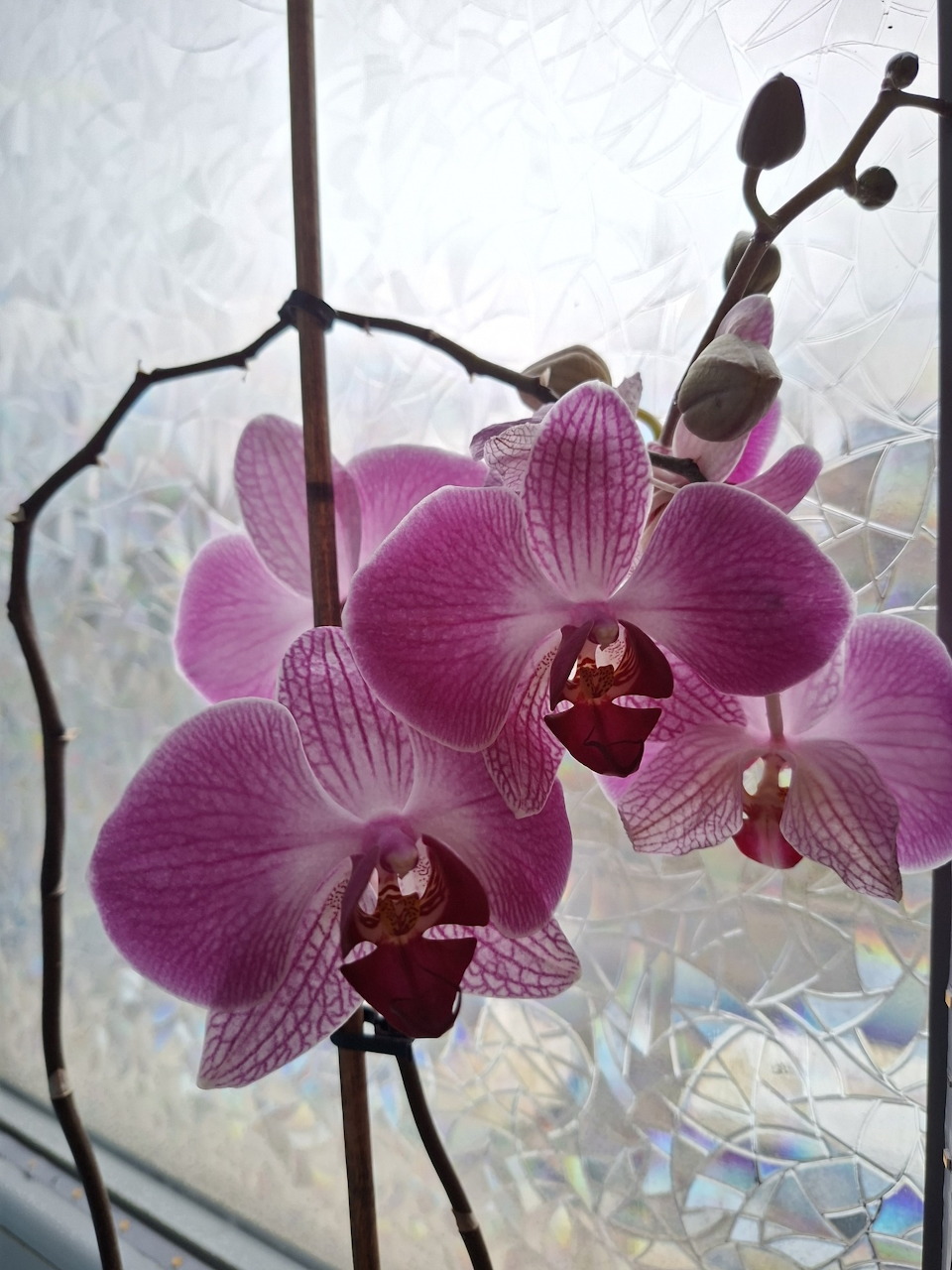 Phalaenopsis Orchid Bloom