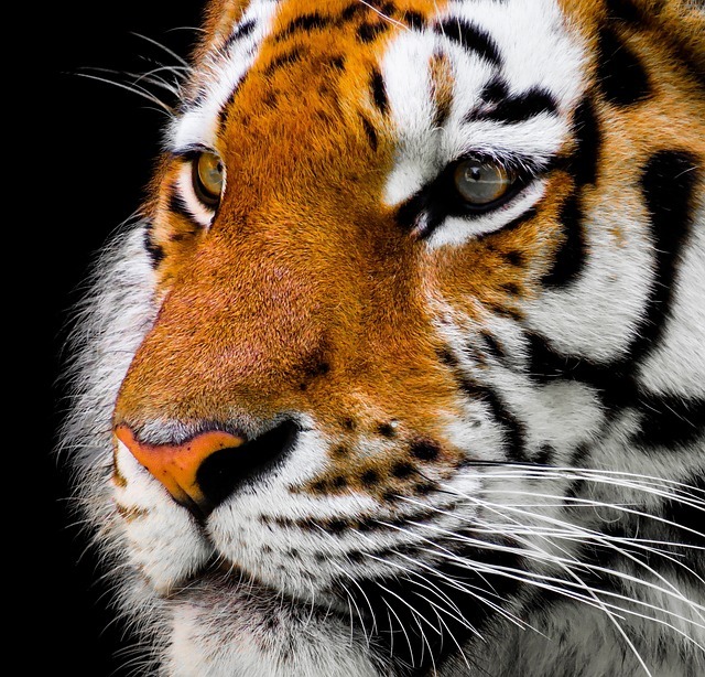 Close-up of a tiger's face with orange fur, black stripes, and yellow eyes on a black background.