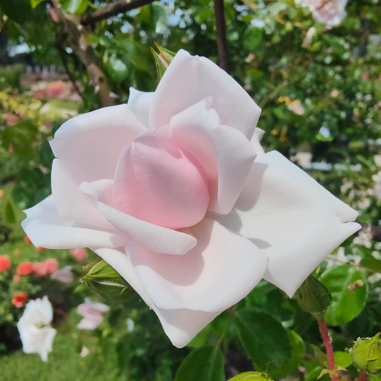 Close-up of a pale pink rose flower with green leaves in a garden