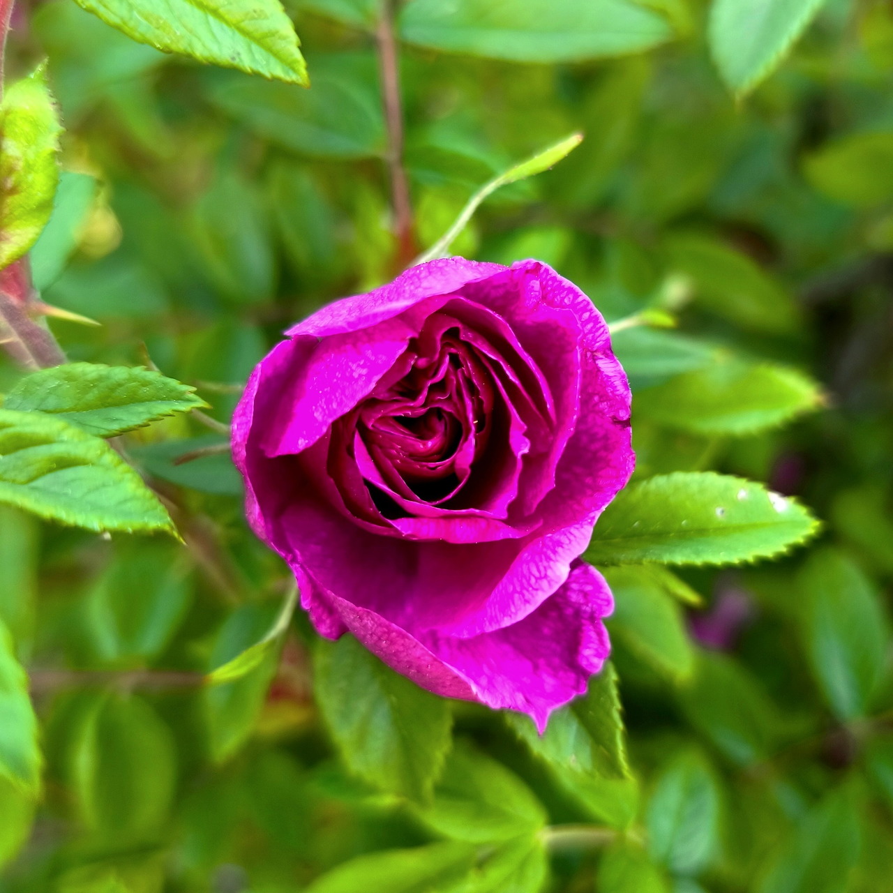 Close-up of a purple rose bloom with green leaves