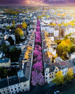Cherry Blossom City Street