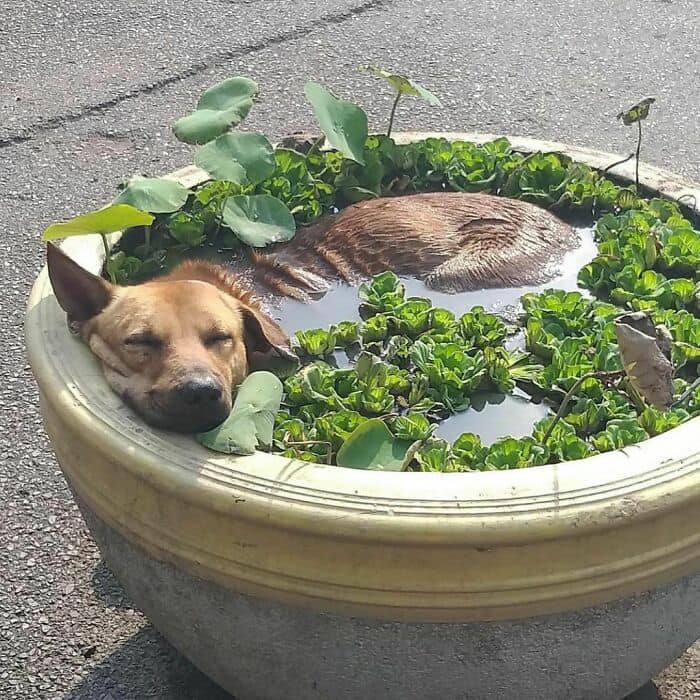 Dog sitting in a round planter filled with water and lettuce on pavement