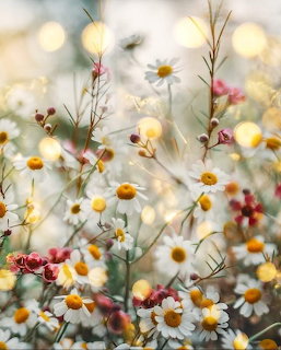 Wildflowers in Golden Light
