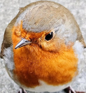 Close-up of a European robin bird with orange breast and grey-brown plumage looking at camera
