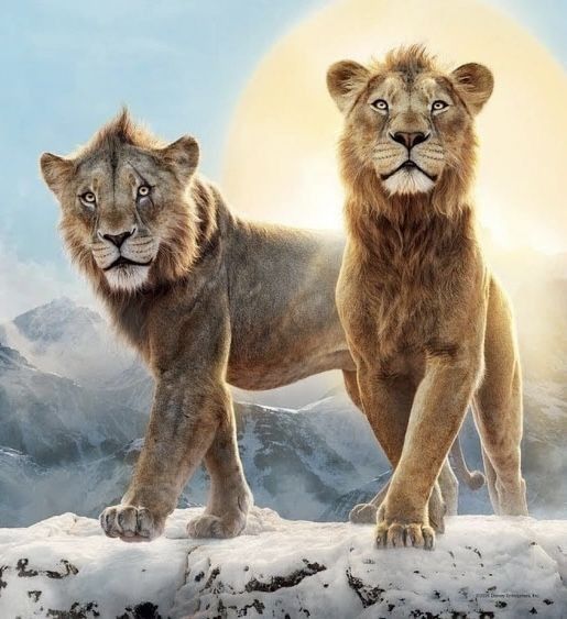 Lions on Mountain Peak