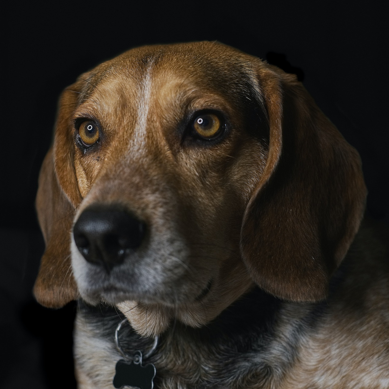 Close-up portrait of a beagle dog with brown eyes looking at the camera against a black background