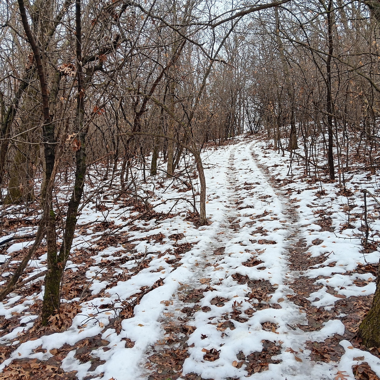 Snowy forest trail through bare trees in winter