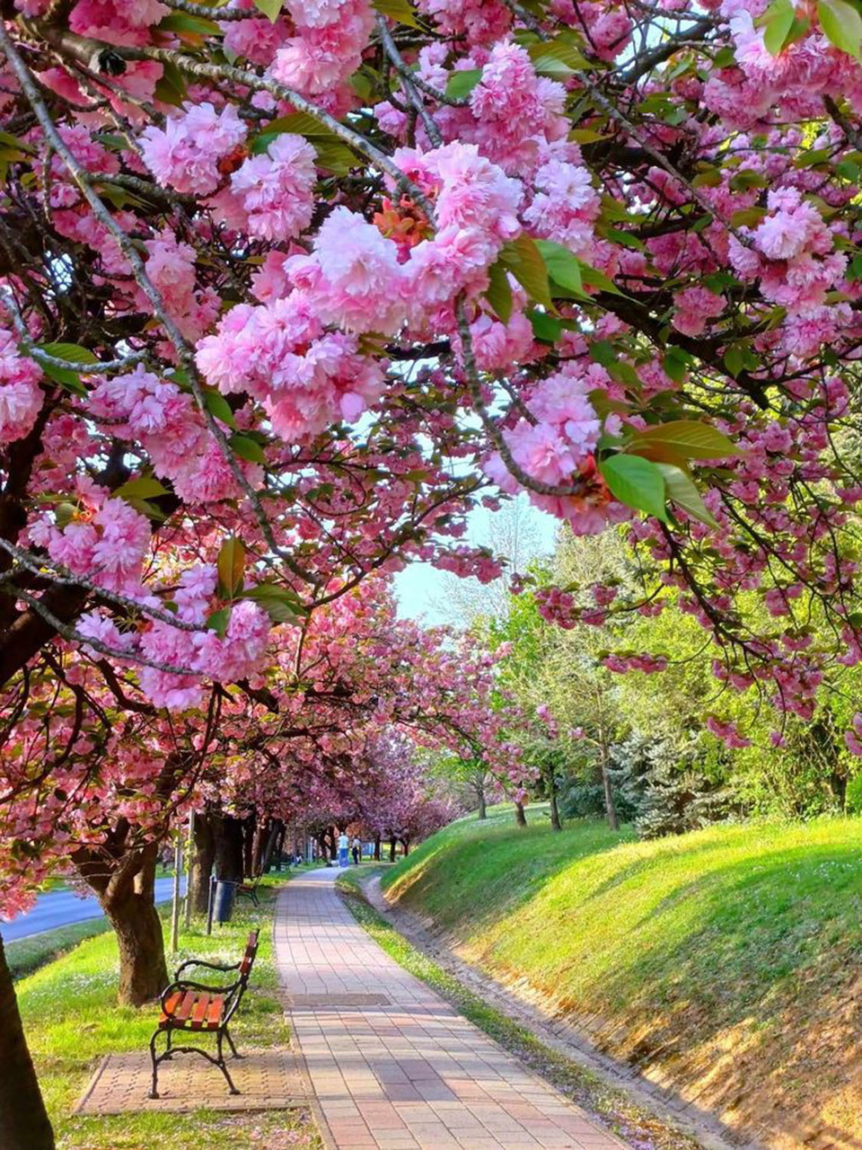 Pink cherry blossom trees lining a path with green grass and blue sky