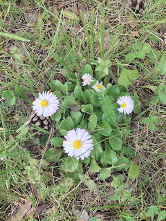 Daisies