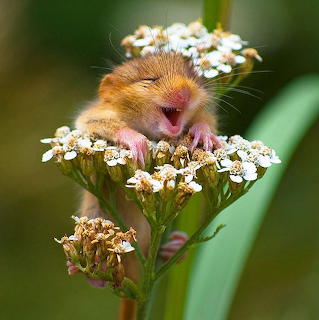 Orange mouse with open mouth appearing to smile, surrounded by clusters of small white flowers