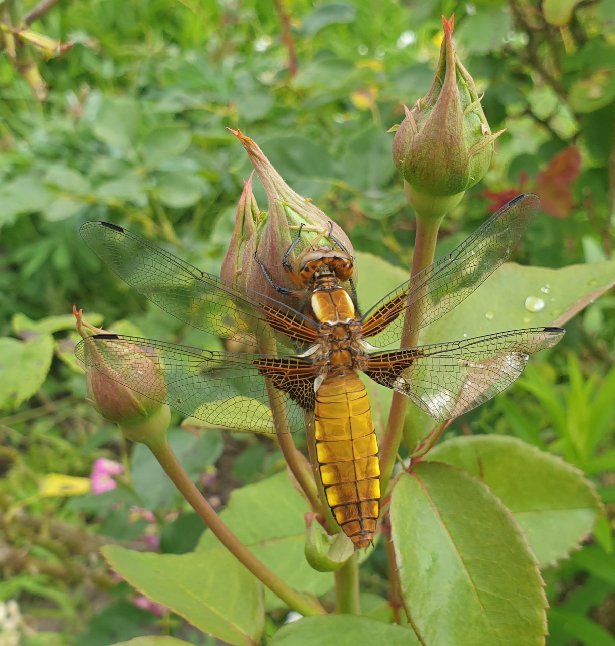 Dragonfly on Rosebuds