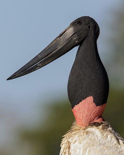 Jabiru Stork
