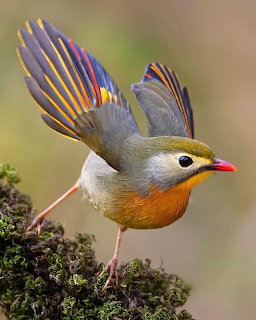 Colorful Perched Bird