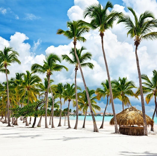 Tropical Beach Palm Trees