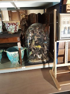 Glass dome with mounted taxidermy birds beside antique ceramics on a wooden shelf