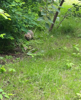 Hedgehog on green grass near bushes and a small tree in a garden