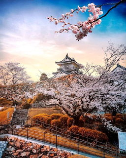 Japanese castle with traditional roof surrounded by blooming cherry blossom trees against blue sky