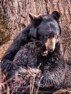 Black Bear by Tree