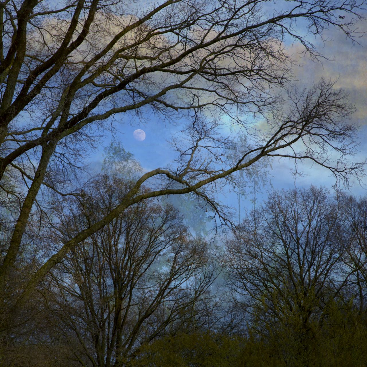 Bare Trees Blue Sky Moon