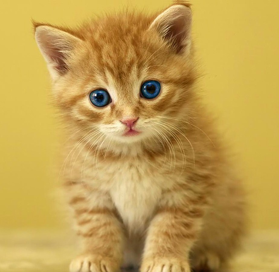 Orange tabby kitten with blue eyes on yellow background