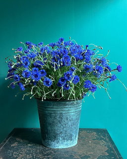 Blue Cornflowers in Bucket
