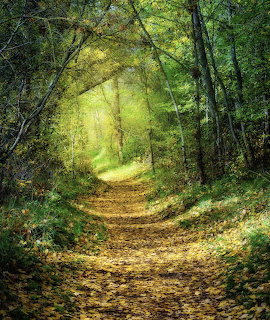 Sunlit woodland path beneath arching trees with fallen leaves on the ground