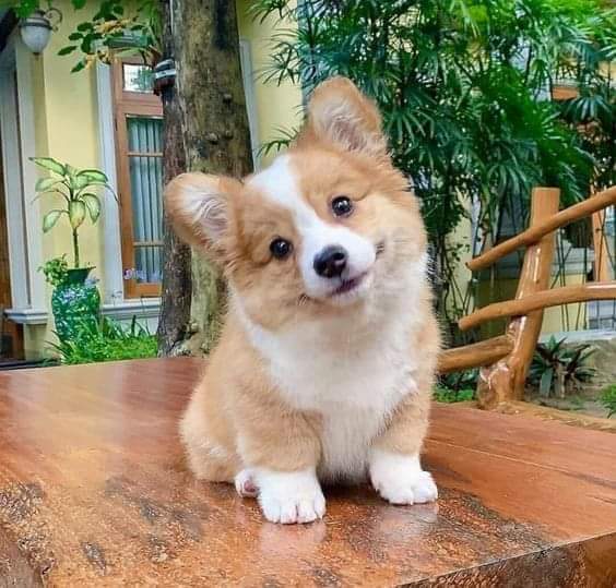Corgi Puppy on Wooden Deck