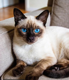 Blue Eyed Siamese Cat