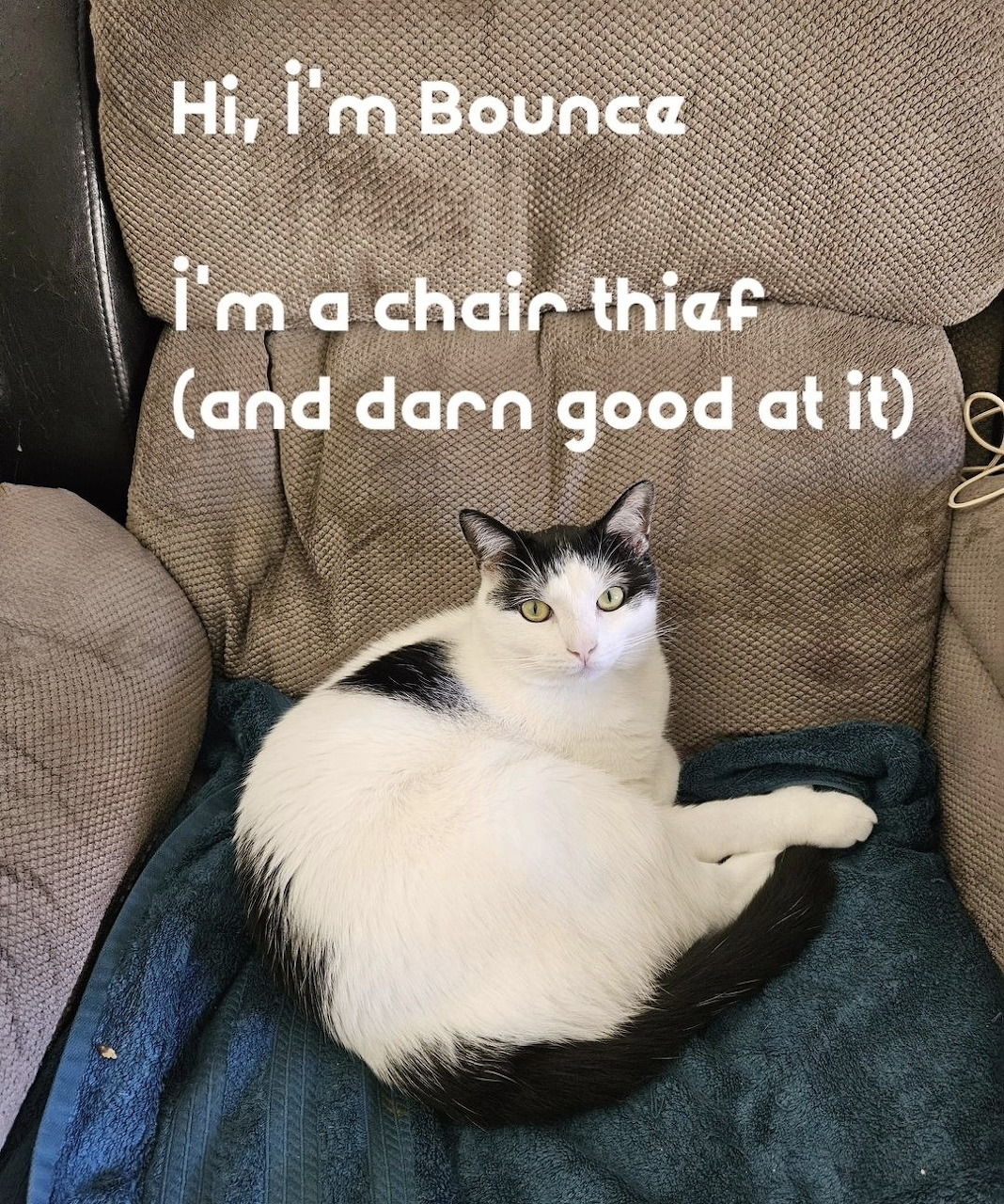 White cat with black markings sitting on beige armchair with text overlay