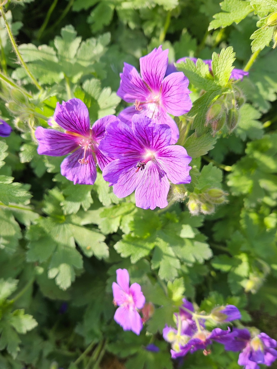 Purple geranium flowers with striped petals among green leaves