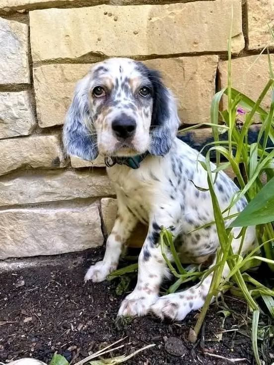 Spotted English Setter puppy sitting next to a stone wall with green plants nearby