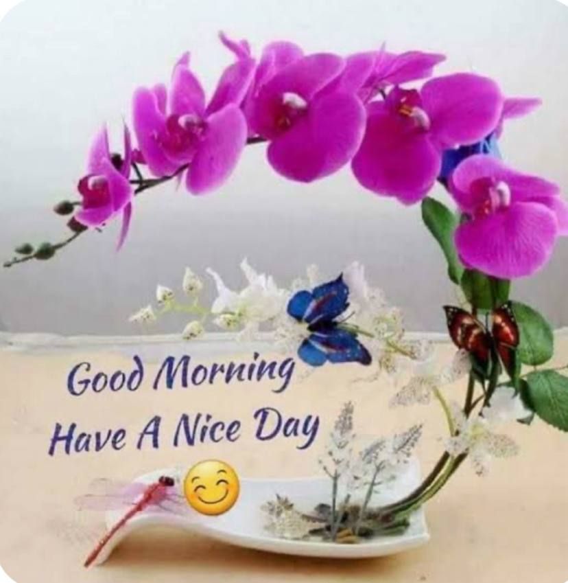 Purple Orchid Morning Greeting